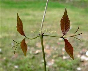  Leaves with axillary prophylls